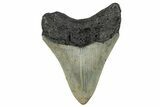Serrated, Fossil Megalodon Tooth - North Carolina #272044-1